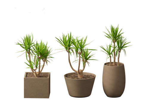 Yucca elephantipes - spineless yucca 3D Model