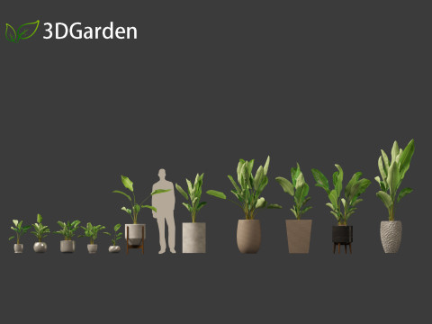 Strelitzia nicolai - Natal wild banana Tree 01 3D Model