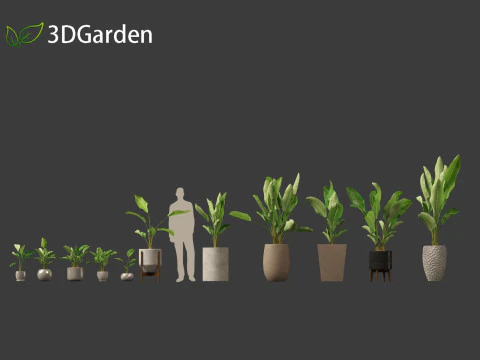 Strelitzia nicolai - Natal wild banana Tree 01 3D Model