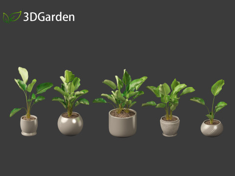Strelitzia nicolai - Natal wild banana Tree 01 3D Model