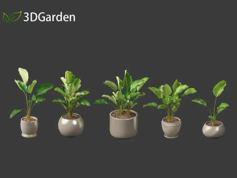 Strelitzia nicolai - Natal wild banana Tree 01 3D Model
