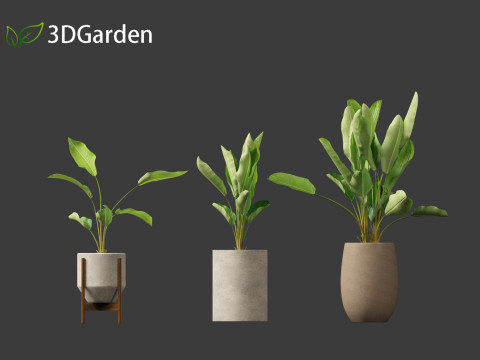 Strelitzia nicolai - Natal wild banana Tree 01 3D Model