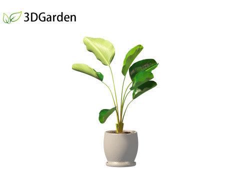 Strelitzia nicolai - Natal wild banana Tree 01 3D Model