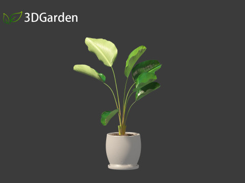 Strelitzia nicolai - Natal wild banana Tree 01 3D Model