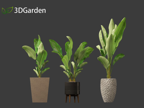 Strelitzia nicolai - Natal wild banana Tree 01 3D Model