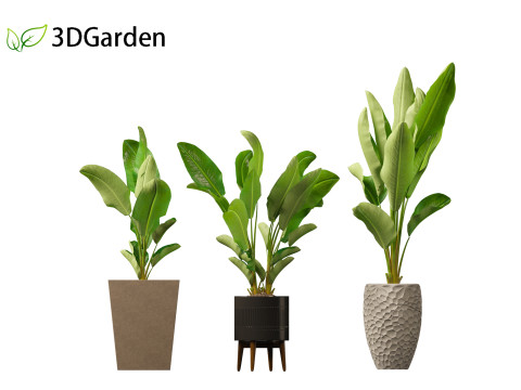Strelitzia nicolai - Natal wild banana Tree 01 3D Model