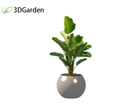 Strelitzia nicolai - Natal wild banana Tree 01 3D Model