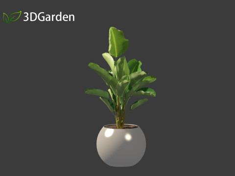 Strelitzia nicolai - Natal wild banana Tree 01 3D Model