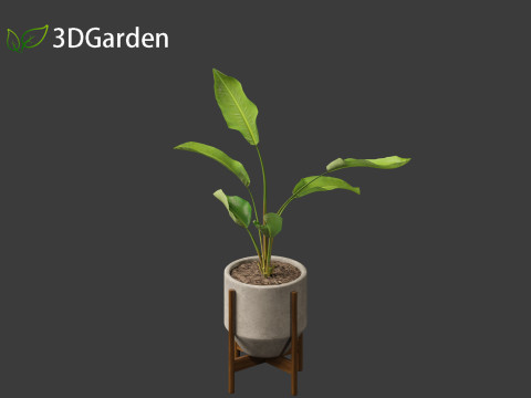 Strelitzia nicolai - Natal wild banana Tree 01 3D Model