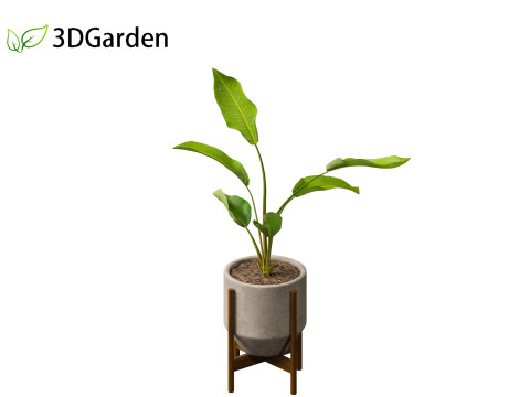 Strelitzia nicolai - Natal wild banana Tree 01 3D Model