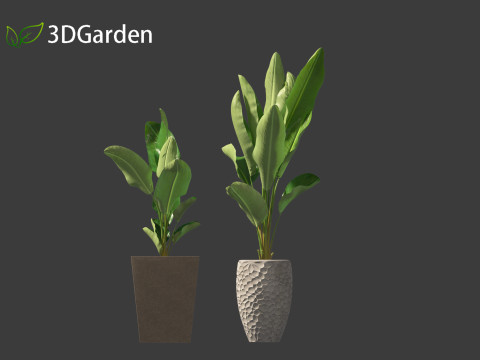Strelitzia nicolai - Natal wild banana Tree 01 3D Model
