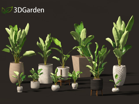 Strelitzia nicolai - Natal wild banana Tree 01 3D Model
