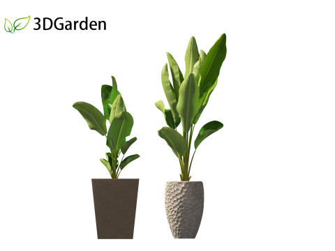 Strelitzia nicolai - Natal wild banana Tree 01 3D Model
