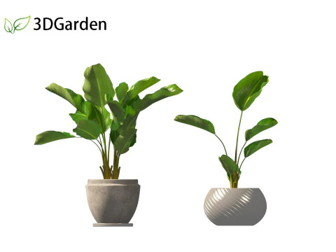 Strelitzia nicolai - Natal wild banana Tree 01 3D Model