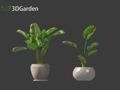 Strelitzia nicolai - Natal wild banana Tree 01 3D Model