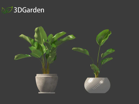 Strelitzia nicolai - Natal wild banana Tree 01 3D Model