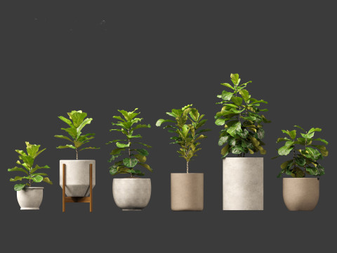 Ficus pandurata - banjo fig Model 3D