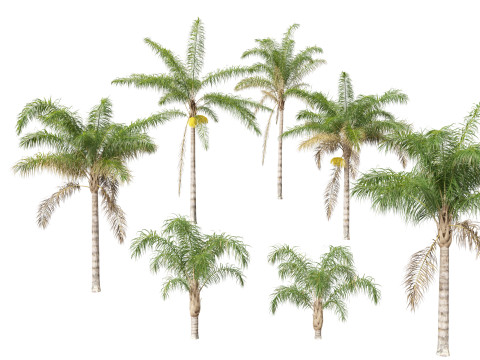 Syagrus romanzoffiana - the queen palm 3D Model