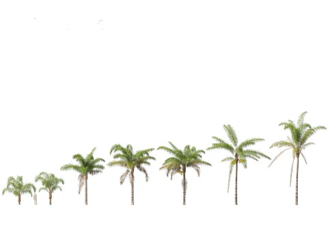 Syagrus romanzoffiana - the queen palm 3D Model