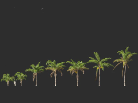 Syagrus romanzoffiana - the queen palm 3D Model