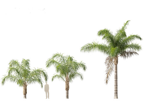 Syagrus romanzoffiana - the queen palm Modello 3D