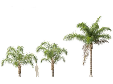 Syagrus romanzoffiana - the queen palm 3D Model