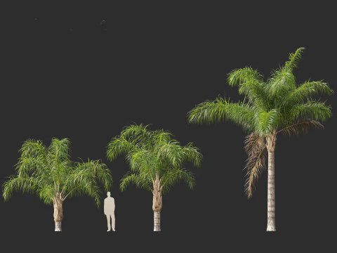 Syagrus romanzoffiana - the queen palm 3D Model