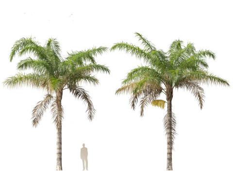Syagrus romanzoffiana - the queen palm 3D Model