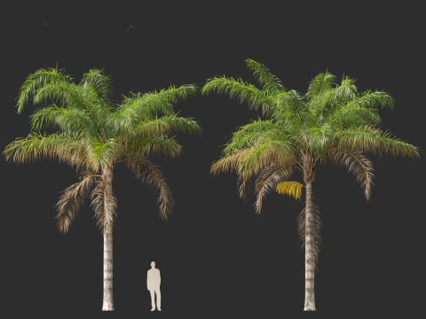 Syagrus romanzoffiana - the queen palm 3D Model