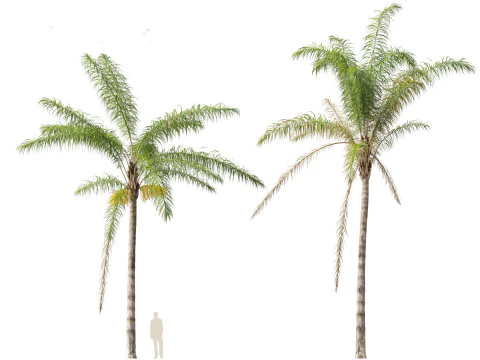 Syagrus romanzoffiana - the queen palm 3D Model