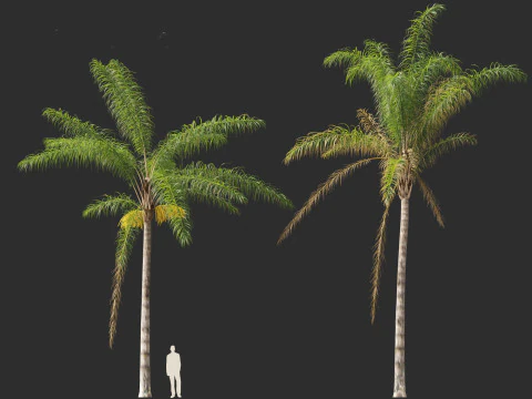 Syagrus romanzoffiana - the queen palm 3D Model