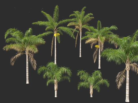 Syagrus romanzoffiana - the queen palm 3D Model