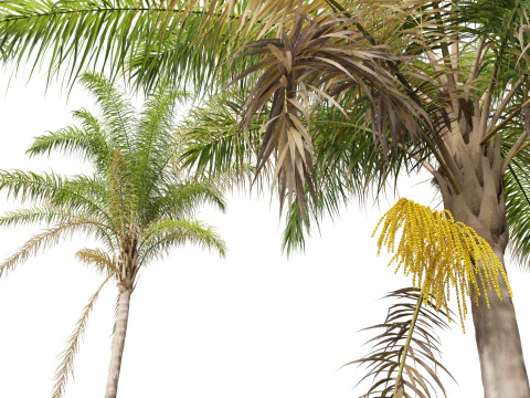 Syagrus romanzoffiana - the queen palm 3D Model