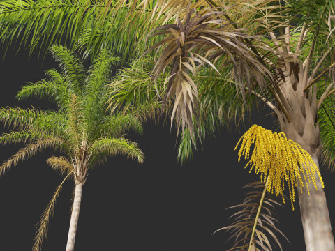 Syagrus romanzoffiana - the queen palm Modello 3D