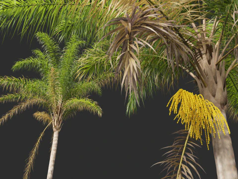 Syagrus romanzoffiana - the queen palm 3D Model