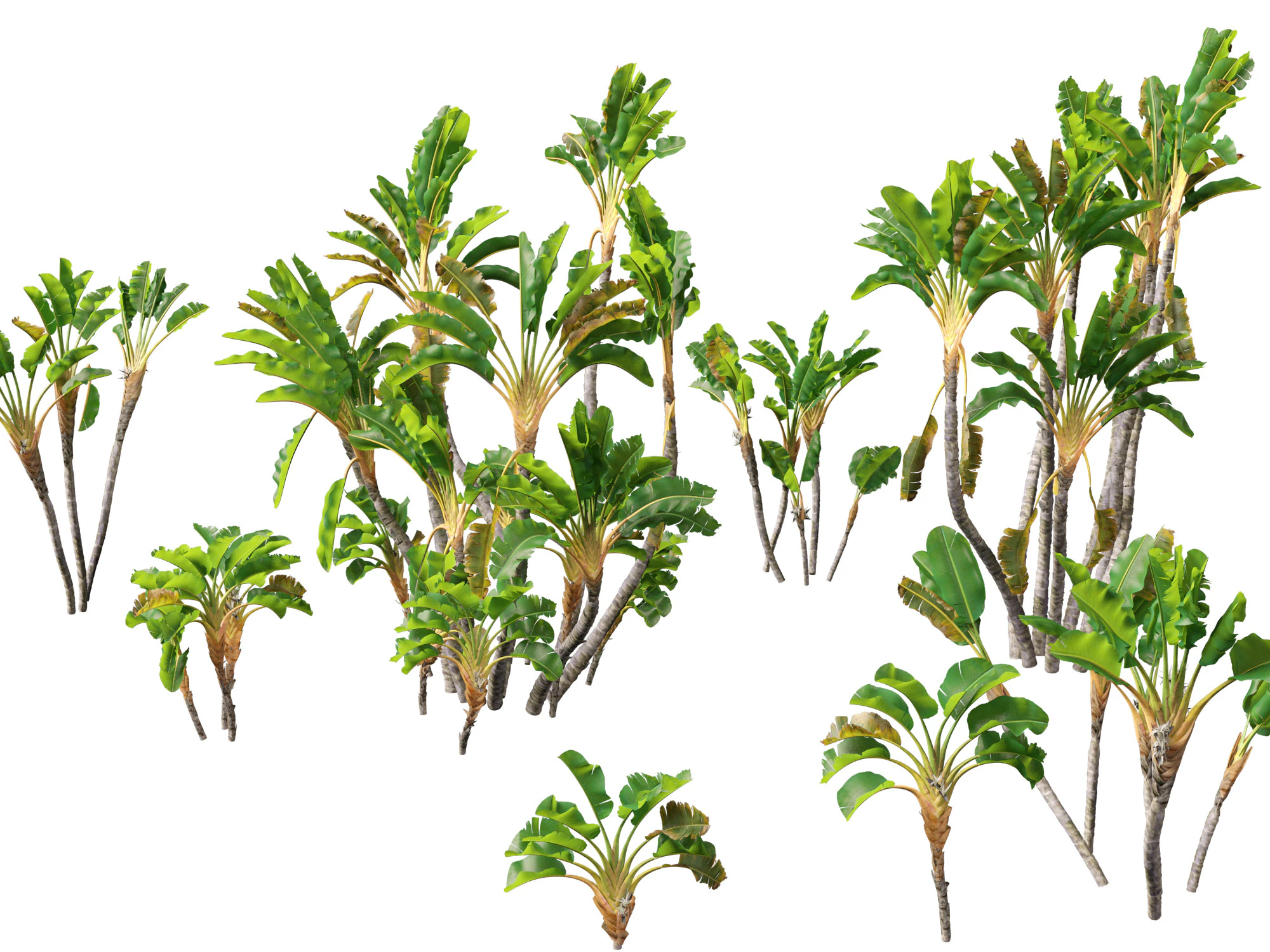 Strelitzia nicolai - Natal wild banana Tree 02 3D Model .c4d .max .obj .3ds .fbx .stl .blend 