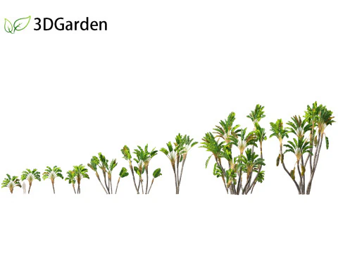 Strelitzia nicolai - Natal wild banana Tree 02 3D Model