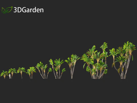 Strelitzia nicolai - Natal wild banana Tree 02 3D Model
