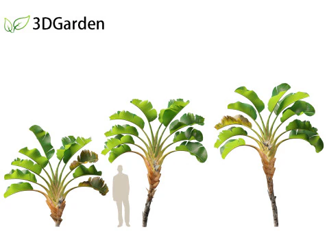 Strelitzia nicolai - Natal wild banana Tree 02 3D Model