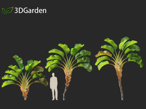 Strelitzia nicolai - Natal wild banana Tree 02 3D Model
