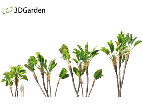 Strelitzia nicolai - Natal wild banana Tree 02 3D Model