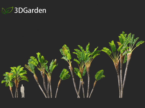 Strelitzia nicolai - Natal wild banana Tree 02 Modèle 3D