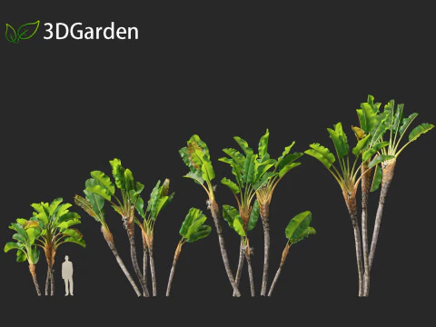 Strelitzia nicolai - Natal wild banana Tree 02 3D Model