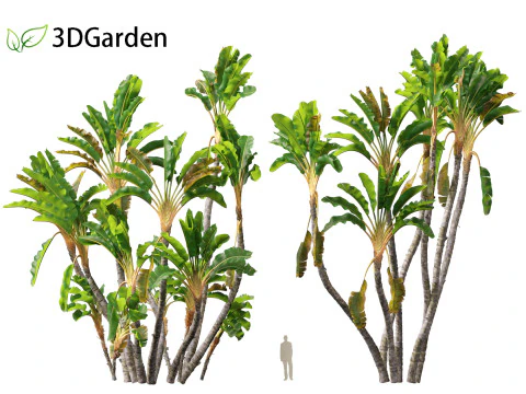 Strelitzia nicolai - Natal wild banana Tree 02 3D Model