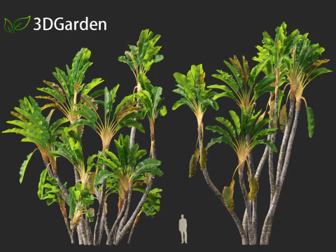 Strelitzia nicolai - Natal wild banana Tree 02 3D Model
