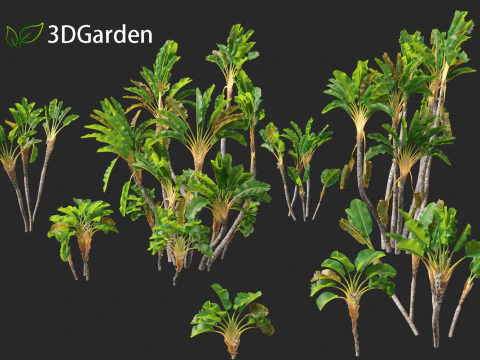 Strelitzia nicolai - Natal wild banana Tree 02 3D Model