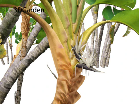 Strelitzia nicolai - Natal wild banana Tree 02 3D Model