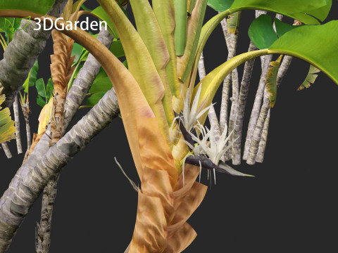 Strelitzia nicolai - Natal wild banana Tree 02 Modèle 3D