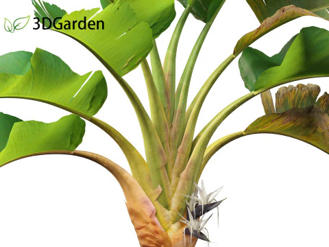 Strelitzia nicolai - Natal wild banana Tree 02 3D Model