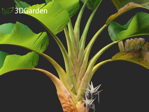 Strelitzia nicolai - Natal wild banana Tree 02 Modèle 3D